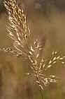 Trisetum flavescens Yellow oat-grass