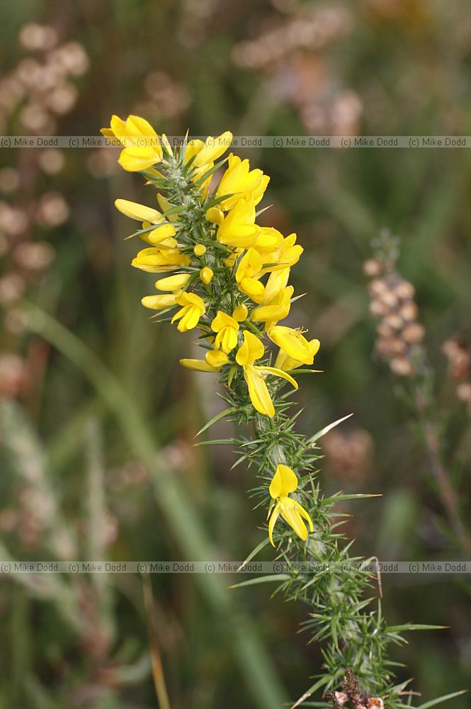 Ulex minor Dwarf Gorse