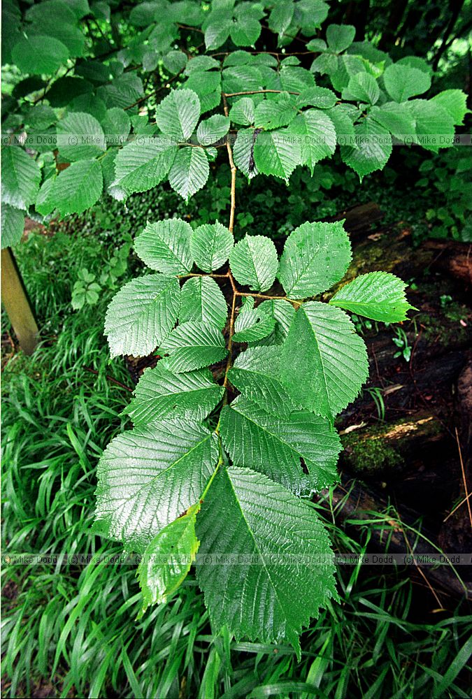 Ulmus sp. Elm