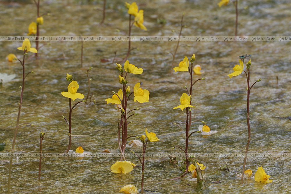Utricularia vulgaris Greater Bladderwort