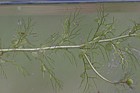 Utricularia vulgaris Greater Bladderwort showing underwater bladders