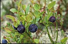 Vaccinium mytrillus Blueberry