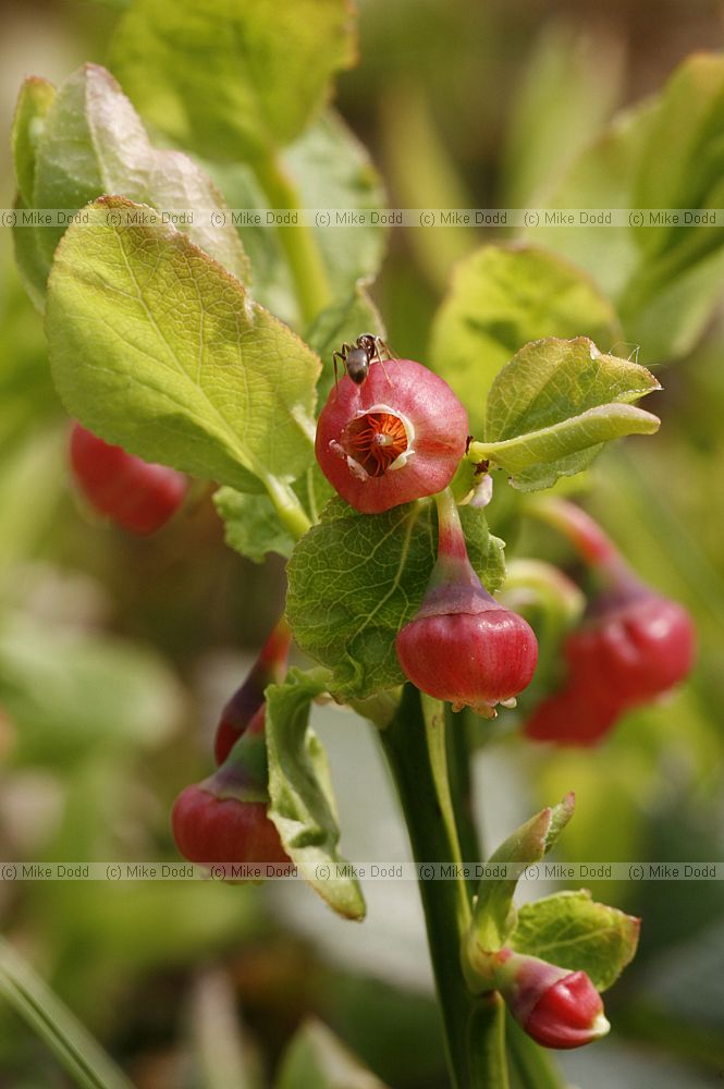 Vaccinium myrtillus Bilberry in flower