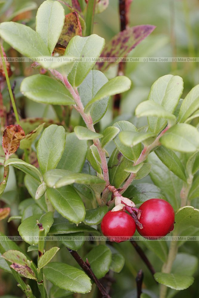 Vaccinium vitis-idaea Cowberry