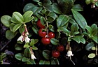 Vaccinium vitis-idaea Crowberry