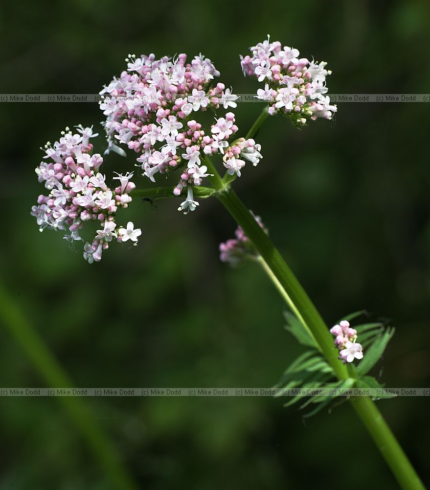 Valeriana officinalis Common Valerian