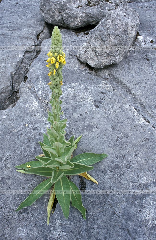 Verbascum thapsus Great Mullein