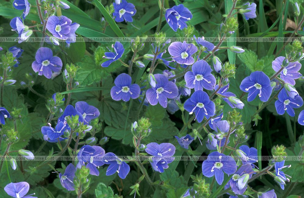 Veronica chamaedrys Germander speedwell