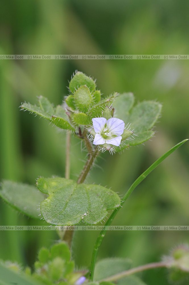 Veronica hederifolia Ivy-leaved Speedwell