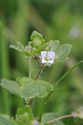 Veronica hederifolia Ivy-leaved Speedwell