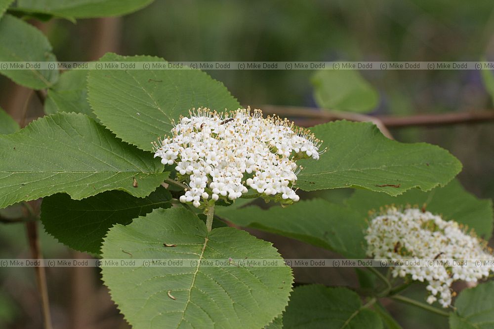 Viburnum lantana Wayfaring-tree