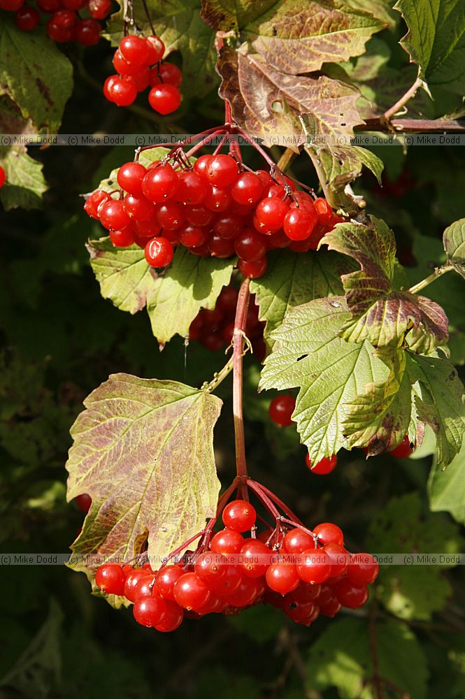 Viburnum opulus Guelder-rose