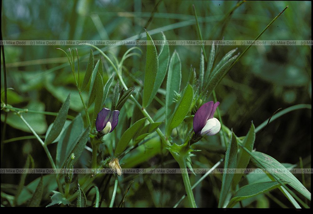 Vicia bithynica Bithynian Vetch