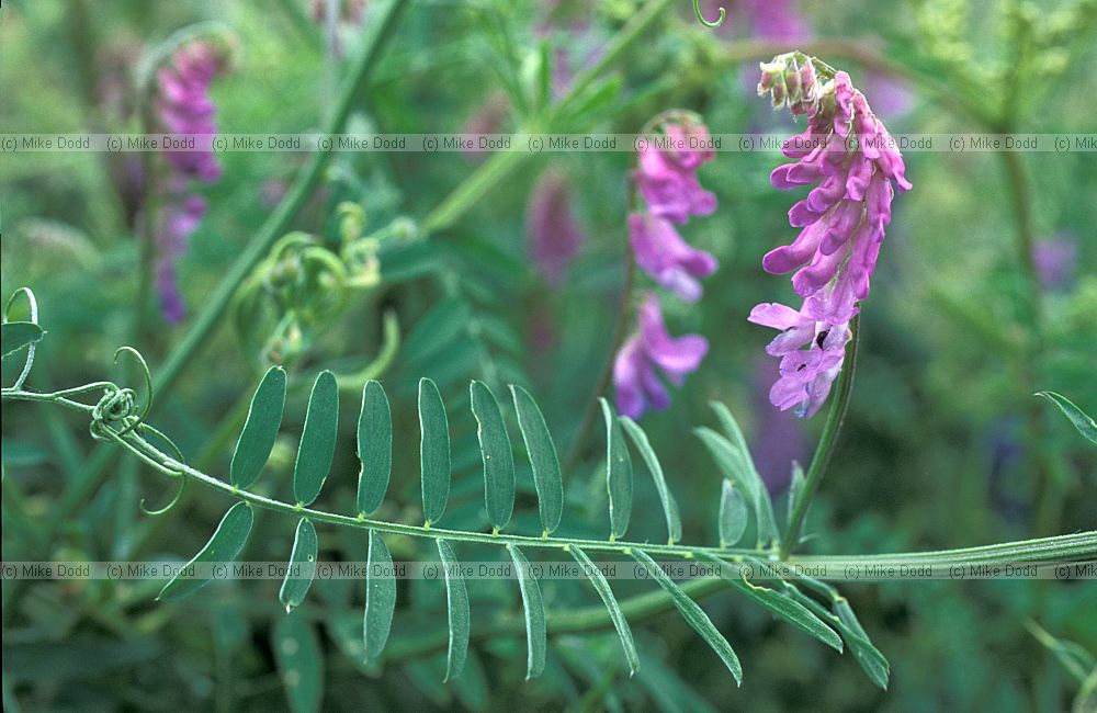 Vicia cracca Tufted vetch