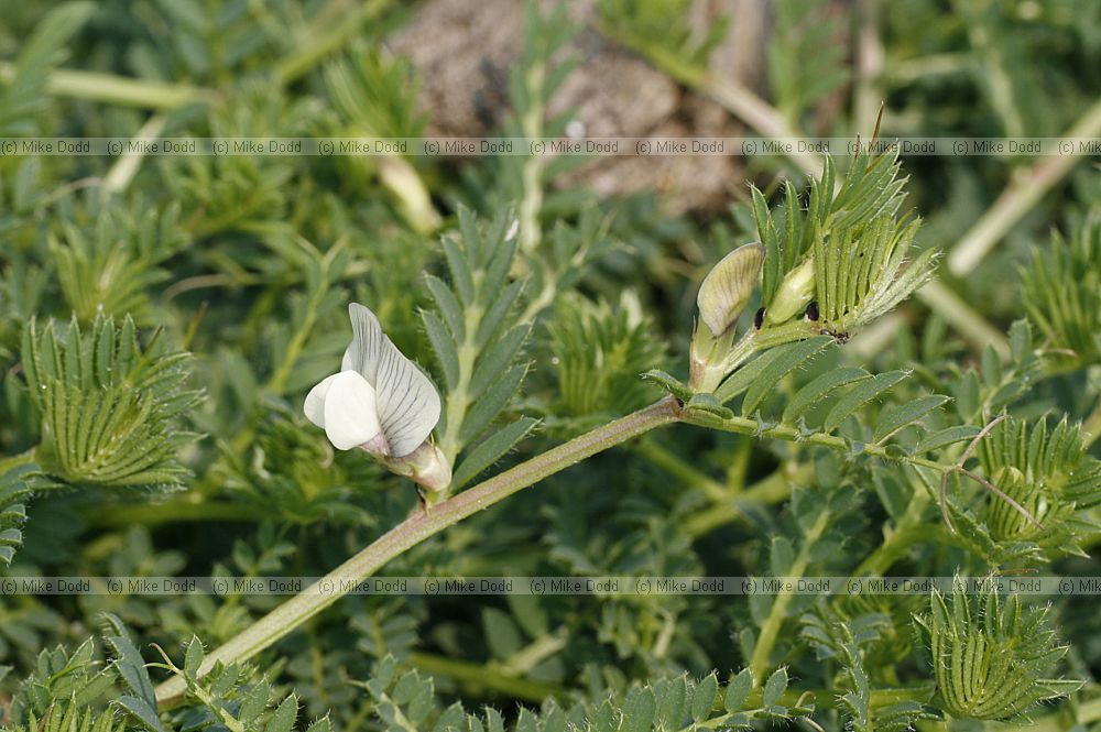 Vicia lutea Yellow Vetch