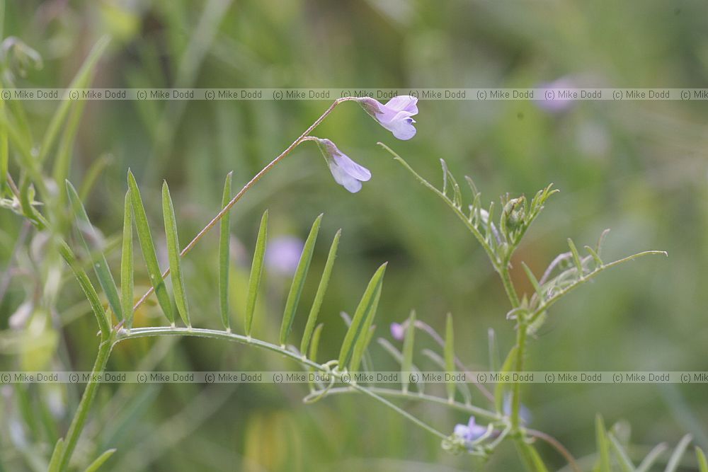 Vicia tetrasperma Smooth Tare