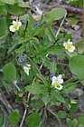 Viola arvensis Field Pansy