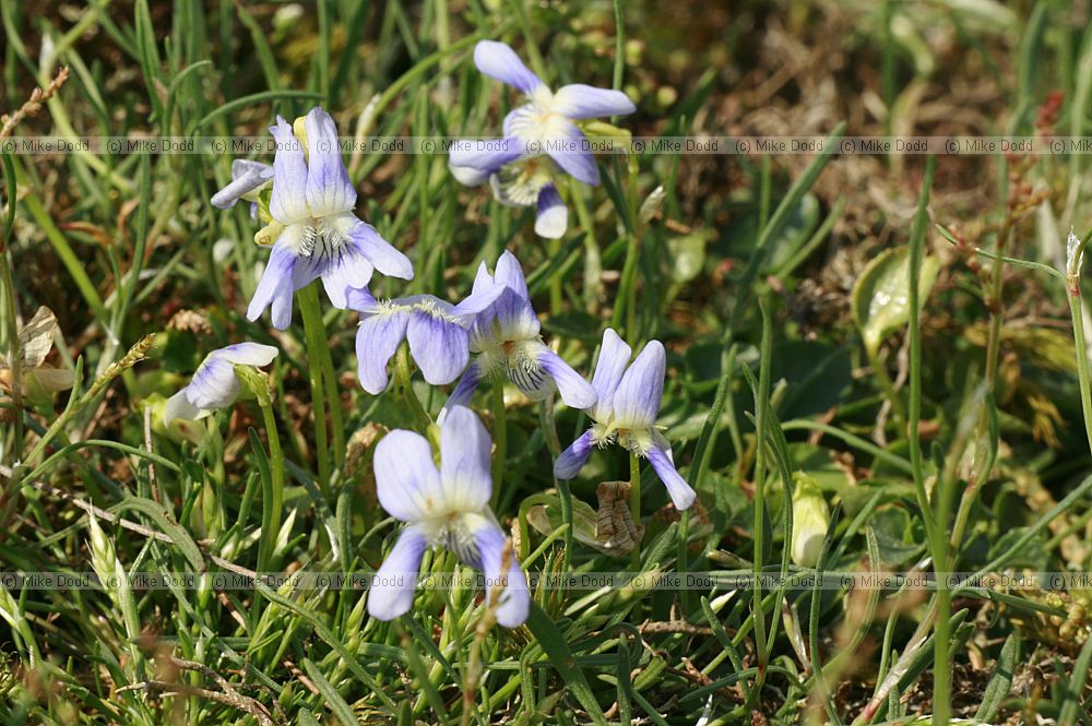 Viola canina Heath Dog Violet