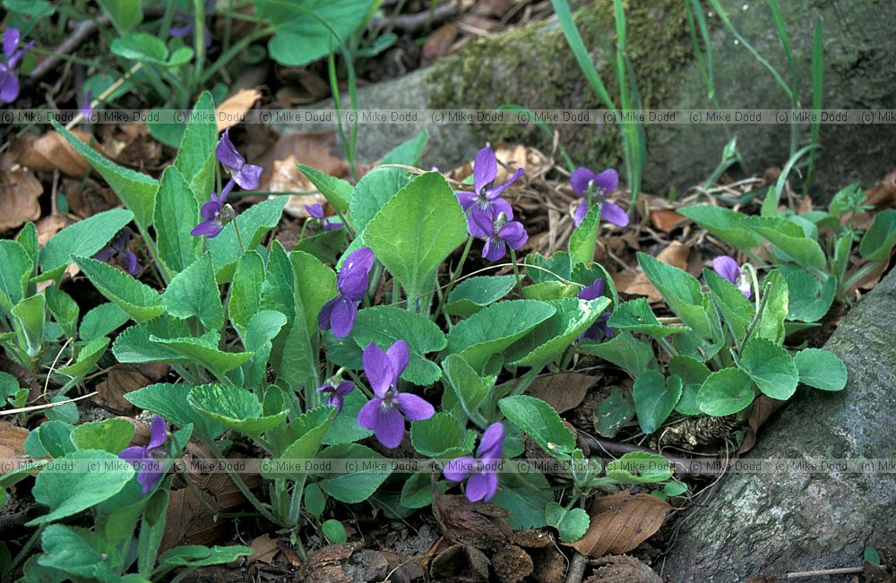 Viola hirta Hairy violet