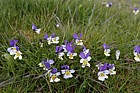 Viola lutea Mountain Pansy