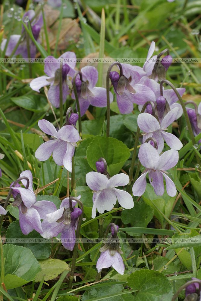 Viola odorata Sweet Violet