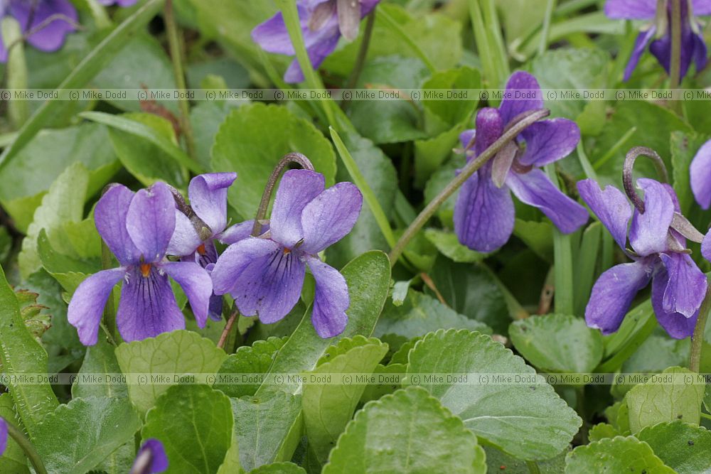 Viola odorata Sweet Violet