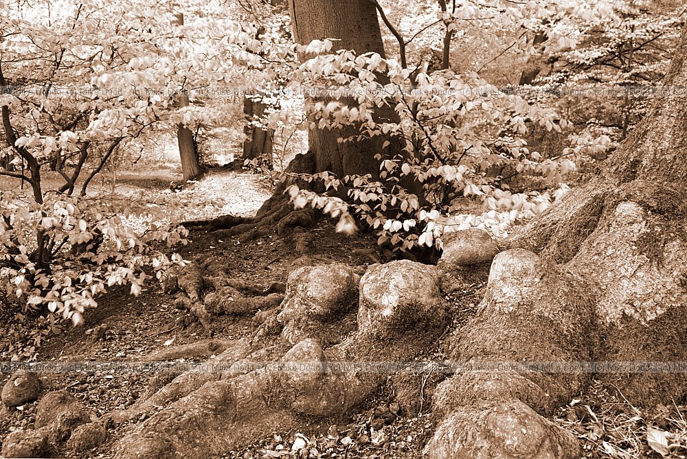 Beech tree leaves and roots, Ashridge