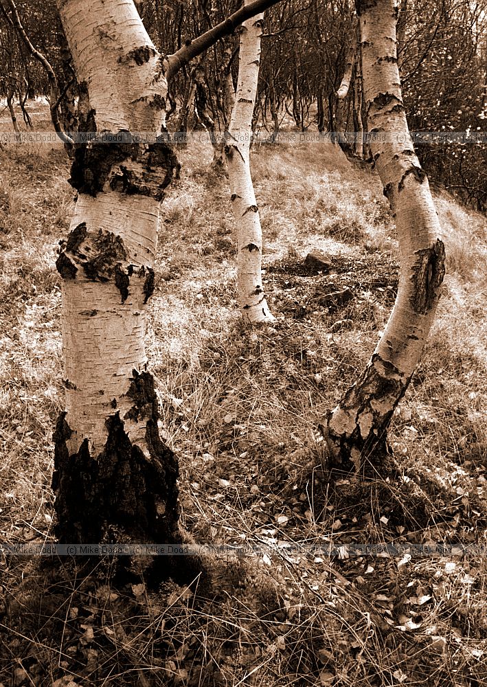 Birch trees, peak district