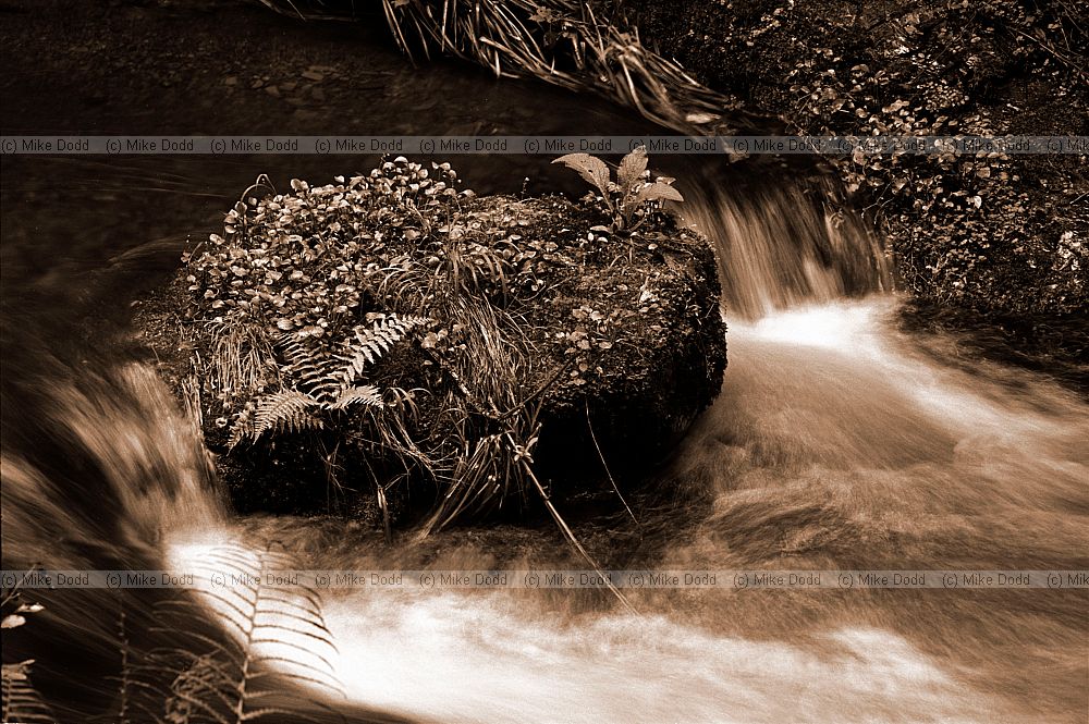 Boulder in stream, Wales