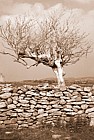 Tree, stone wall, Burren
