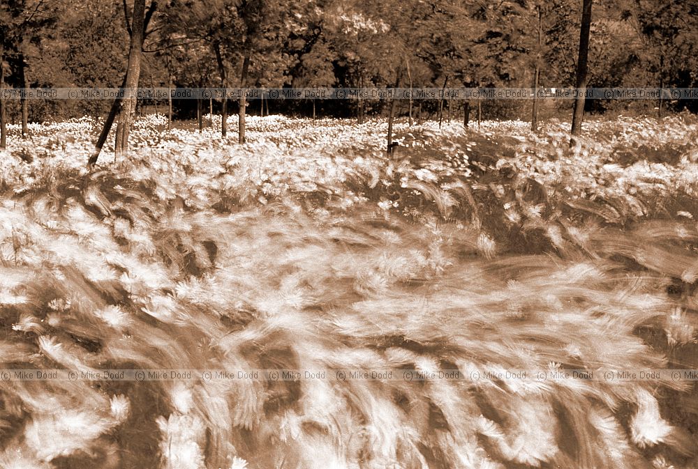 Daisys in motion, OU, Walton Hall