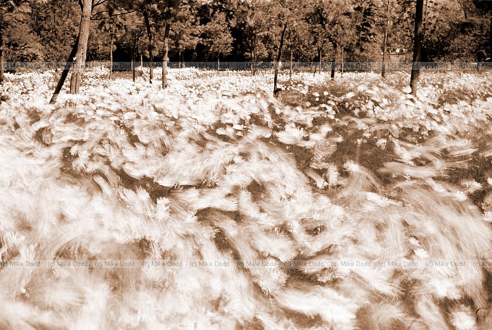 Daisys in motion, OU, Walton Hall