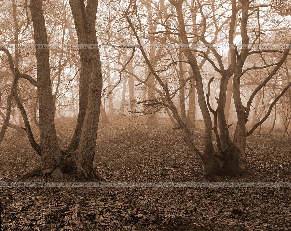 Misty woodland Kings wood Heath and Reach