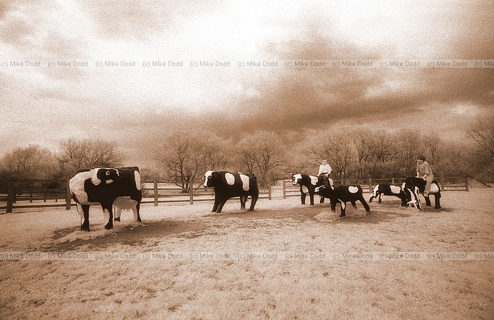 Concrete cows, Milton Keynes