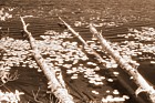 Water lilies, lake near Lake Placid