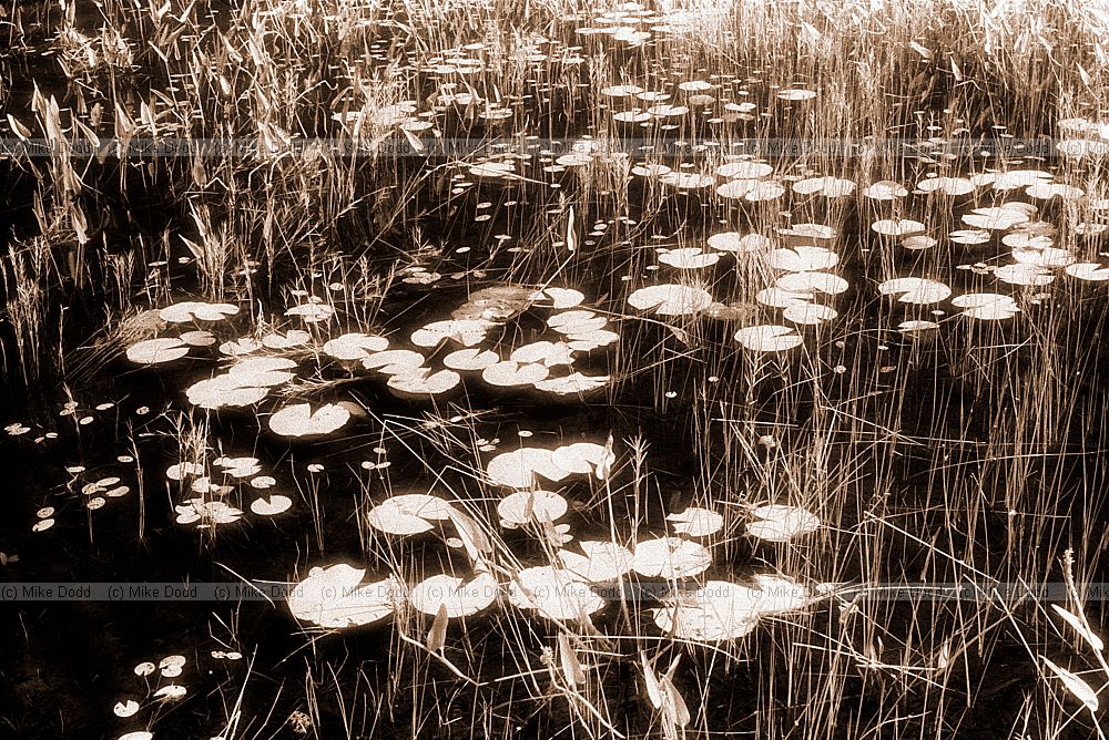 Water lilies, lake near Lake Placid