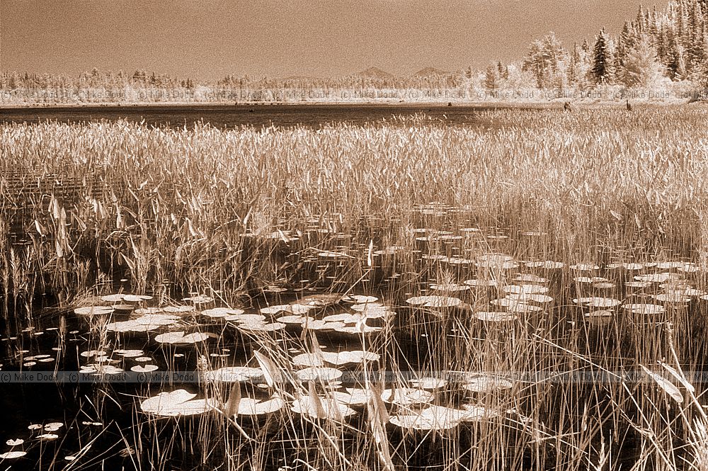 Water lilies, lake near Lake Placid