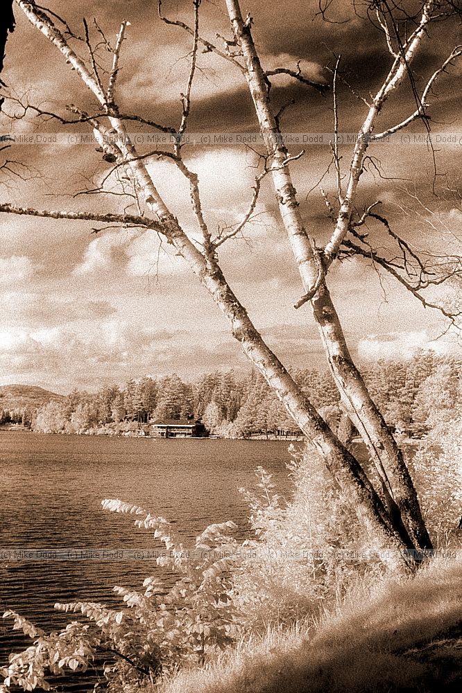 Birch trees, Lake Placid