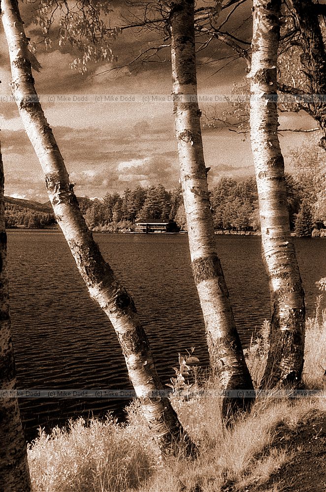 Birch trees, Lake Placid