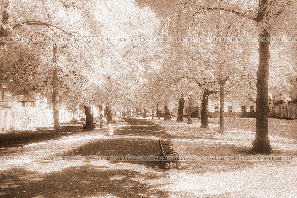 Lime avenue, Leamington Spa