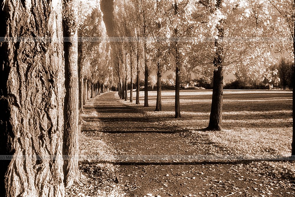 Poplar avenue, Milton Keynes