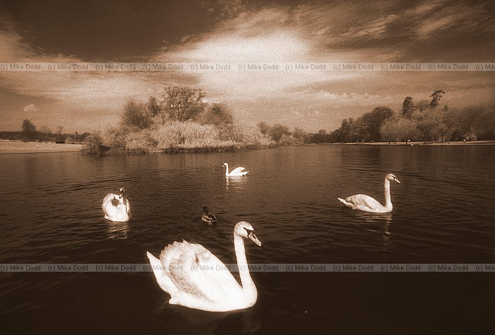 Swans, St Albans