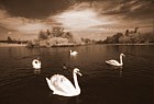 Swans, St Albans