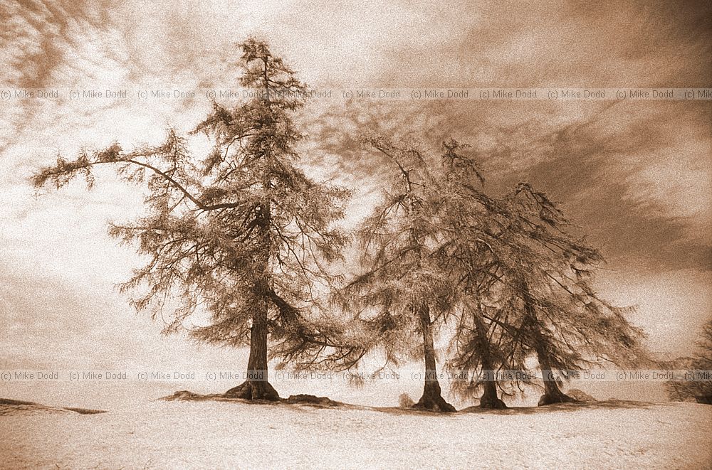 Larches and remains of Roman wall, St Albans