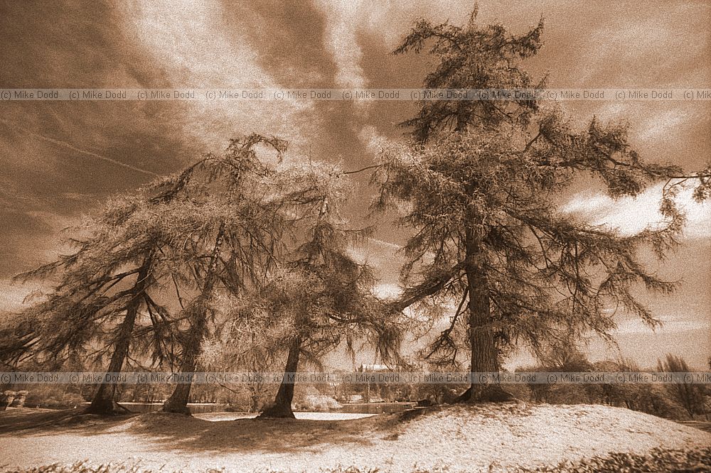 Larches and remains of Roman wall, St Albans