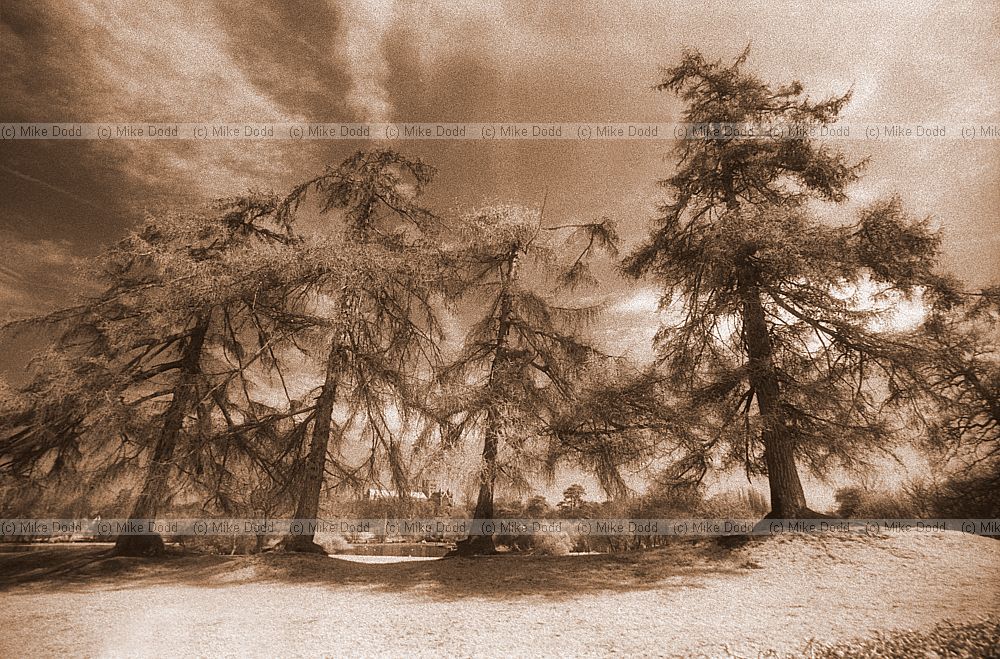 Larches and remains of Roman wall, St Albans