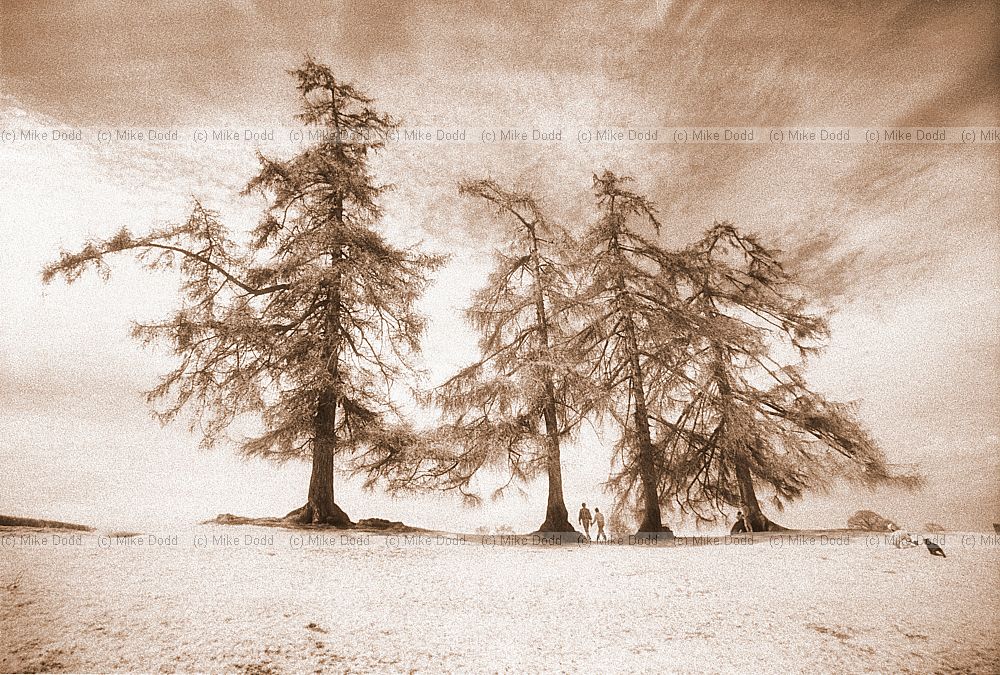 Larches and remains of Roman wall, St Albans