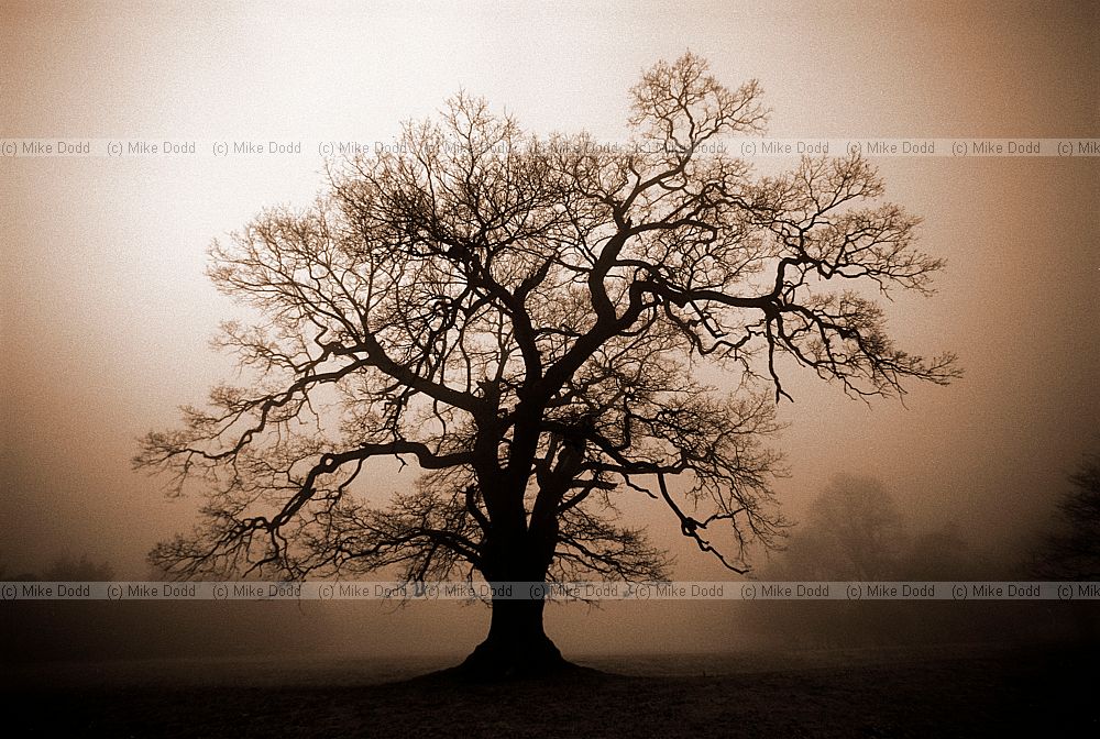 Misty oak tree Woburn