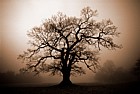 Misty oak tree Woburn