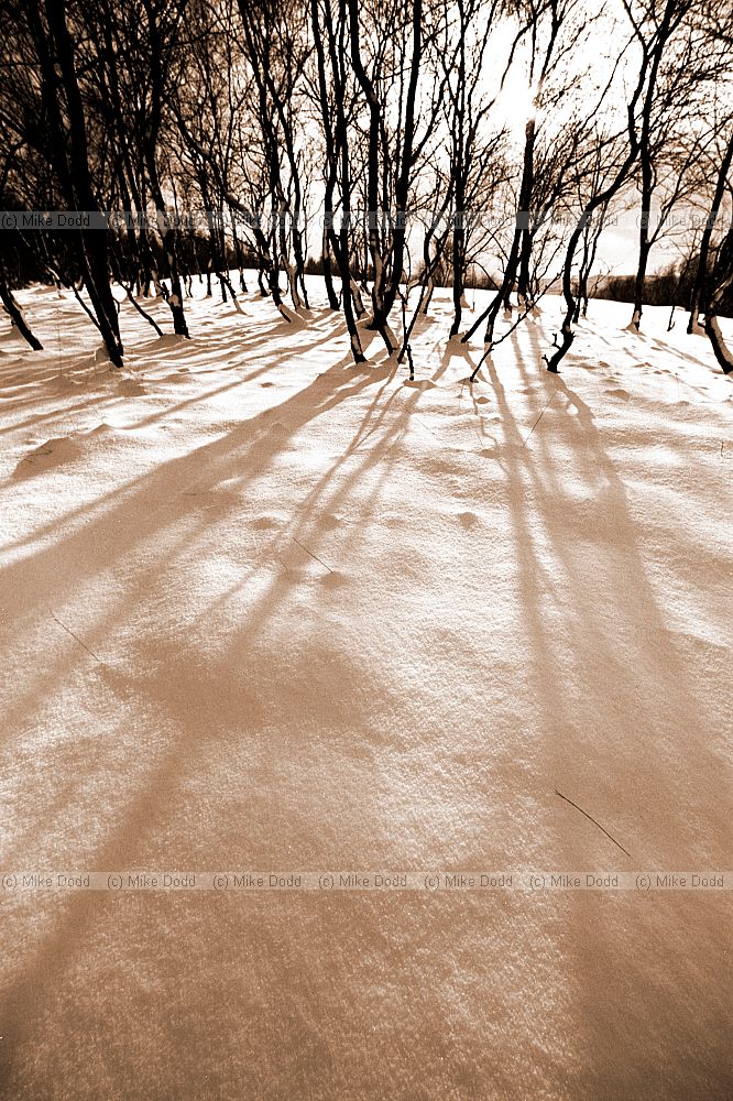 Snowy trees, Peak District